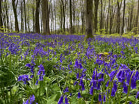 Ramble through Bluebell Woods
