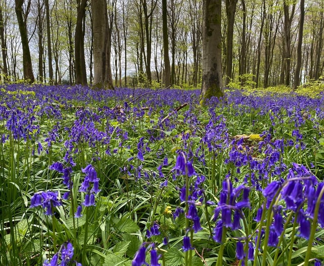 Ramble through Bluebell Woods