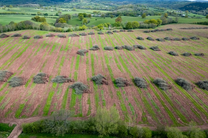 The 300 acre orchard in Monmouthshire that has been uprooted by owner Heineken. April 29 2024. Heineken has been slammed for chopping down a 300-acre orchard - the size of 140 football pitches. The UK's largest cider maker has felled the huge site - also home to a significant number migratory birds. Heineken has now 'levelled' Penrhos Orchard, on the Offa's Dyke path in Monmouthshire, Wales. According to the BBC, Heineken uprooted thousands of trees planted in 1997 as it wants to sell the land as they had a surplus of apples - but a demand decline for cider.  