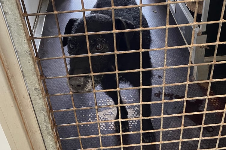 Brock the Patterdale