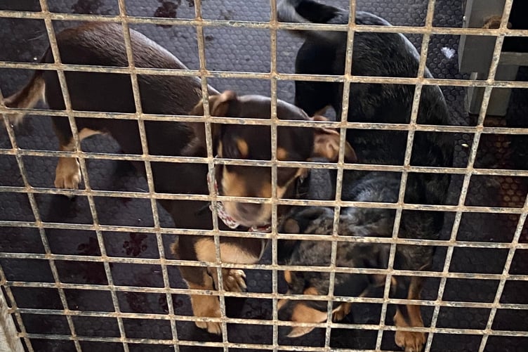 Chiweenie's (Chihuahua X Dachshund)
