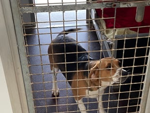 Adopt Don’t Shop: The animals that need forever homes in Monmouthshire
