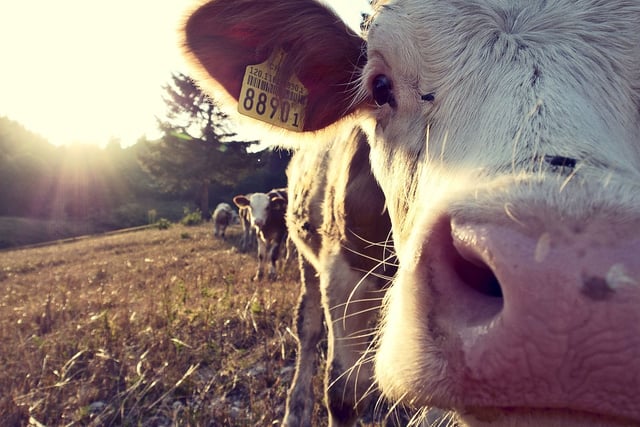 NFU Cymru welcomes new Sustainable Farming Scheme timeline