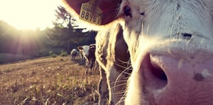 NFU Cymru welcomes new Sustainable Farming Scheme timeline