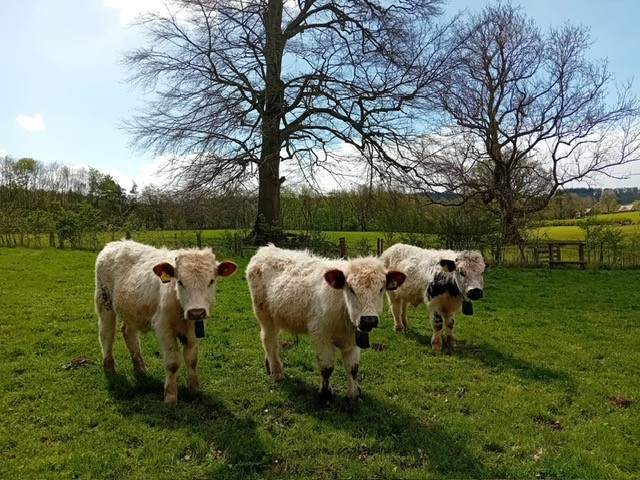 Welsh Cattle