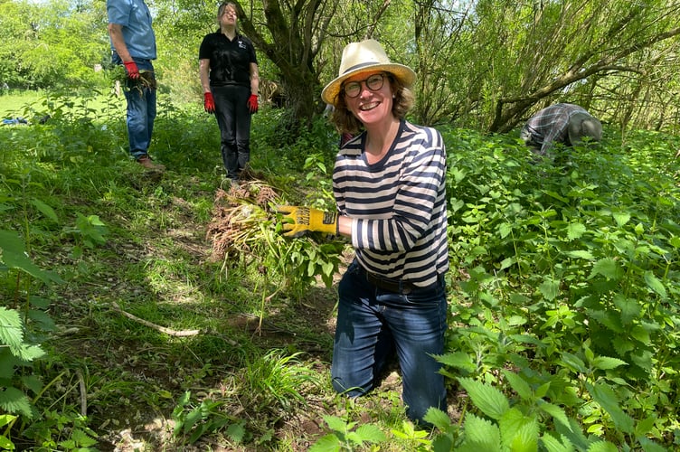 Balsam pulling