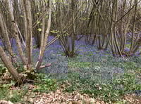 Buckholt Mayfest: A Spring Celebration