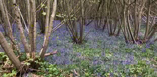 Buckholt Mayfest: A Spring Celebration