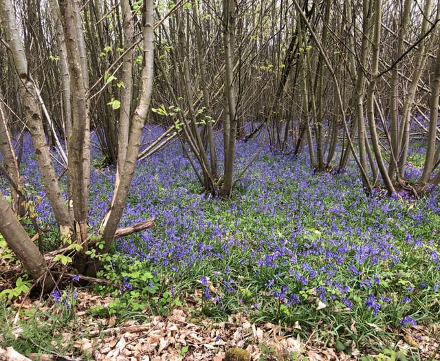 Buckholt Mayfest: A Spring Celebration