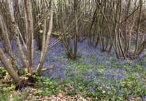 Join Buckholt Mayfest for spring arts and music