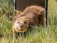Beavers make a splash in second home 
