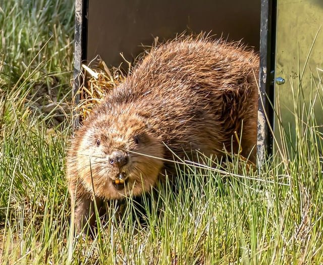 Beavers make a splash in second home 