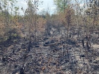 Thousands of trees damaged in forest fire