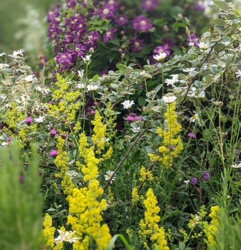 The rewildering garden of Cheryl Cummings