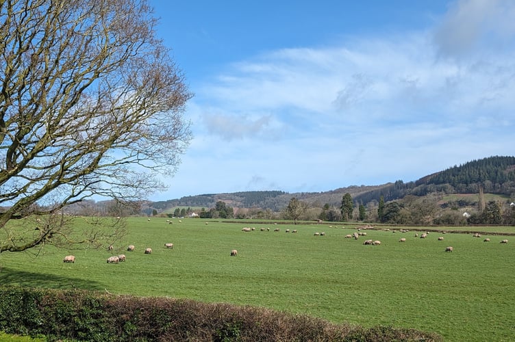 Homes planned off Dixton Road