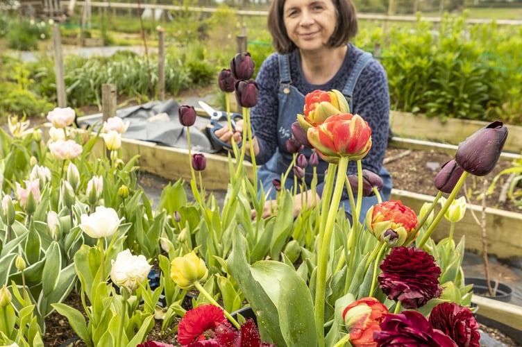 Wye Valley Flowers supplied tulips and Rannunculus for the coronation of His Majesty King Charles.