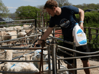 Blowfly warning for local farms