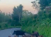 Snout and about as posse of boar piglets block road