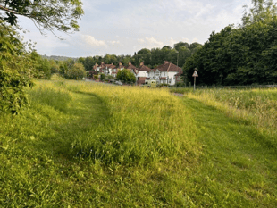 Letter to the editor - Council mow orchids