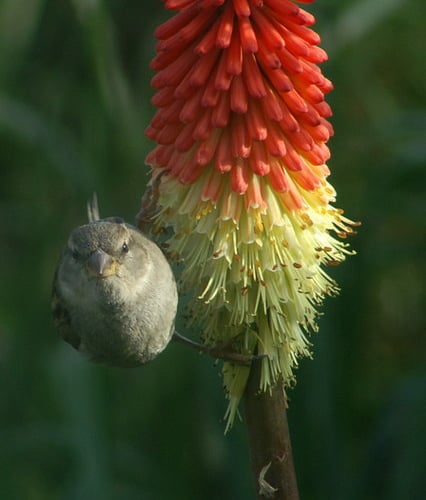 Mike Pennington / House Sparrow (Passer domesticus) on red-hot poker (Kniphofia sp.), Baltasound