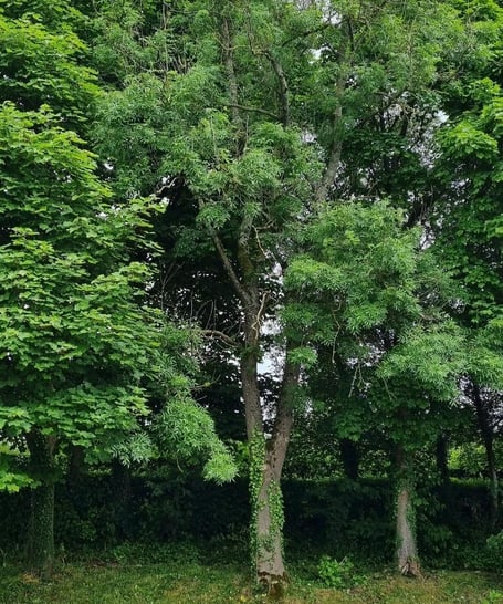 The ash tree in Llanishen