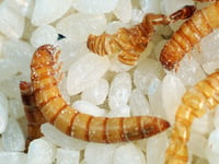 Act quickly if you find a creepy crawly in your food cupboard
