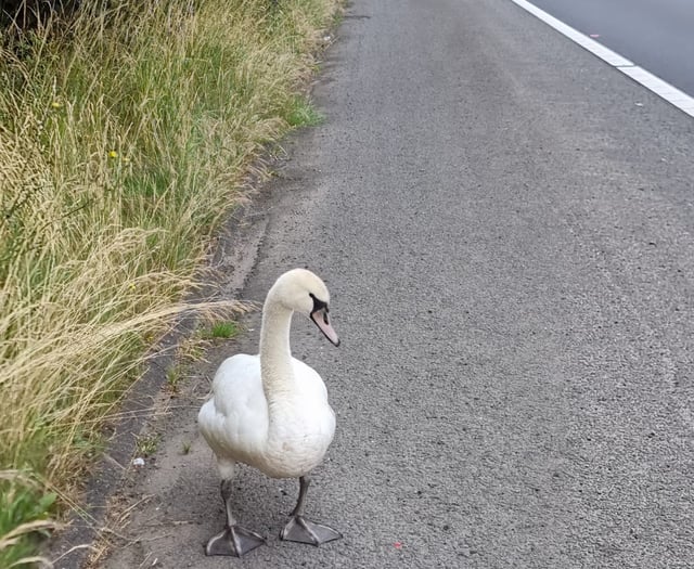 Hot Fuzz motorway rescue for swan!