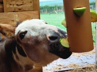 Pembrokeshire Farm Park expansion