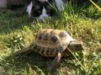 Tortoise and cat prove purr-fect pals