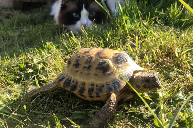 Obi the cat, 6, with Marley the tortoise, 15. A woman's pet tortoise and pet cat developed an incredible bond - and they eat, sleep and play together. Animal lover Hannah Deakin, 31, has had tortoise Marley for 15 years - but introduced a moggie to the clan five years ago. She didn't expect cat Obi, six, to interact much with Marley - and for the first year they were wary of one another. But they began to bond eventually - and now the pair are the best of friends. 