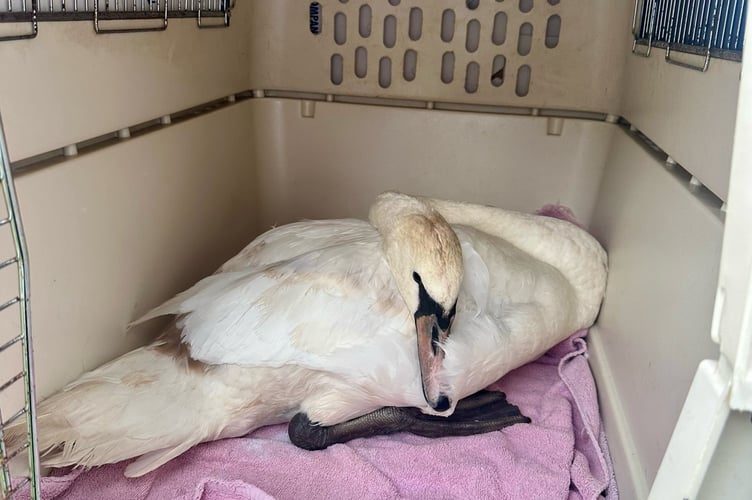 The swan rescued from on the A48 near Chepstow. Photo released July 29 2024. Animal welfare officers carried out a Hot Fuzz-style rescue - after a mute swan crash-landed on a busy A road.The "disorientated" bird was spotted on the A48 near Chepstow on Wednesday (July 24) and RSPCA workers were called.Burton was soon on the scene and caught the young bird, who she described as "feisty" and uninjured, before releasing him.She said: The disorientated swan had been in the middle of the road in oncoming traffic, but when I arrived luckily the swan had moved to the hard shoulder.
