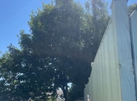 Sycamore trees for the chop