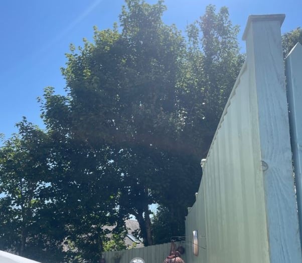 Sycamore trees for the chop