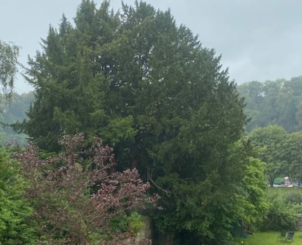 The Ash tree