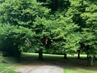 Protected trees can be trimmed
