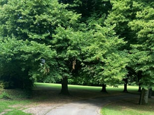 Protected trees can be trimmed