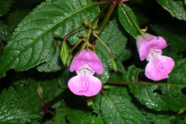 Gardeners warned of fines for improper disposal of certain plants

