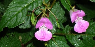 Gardeners warned of fines for improper disposal of certain plants

