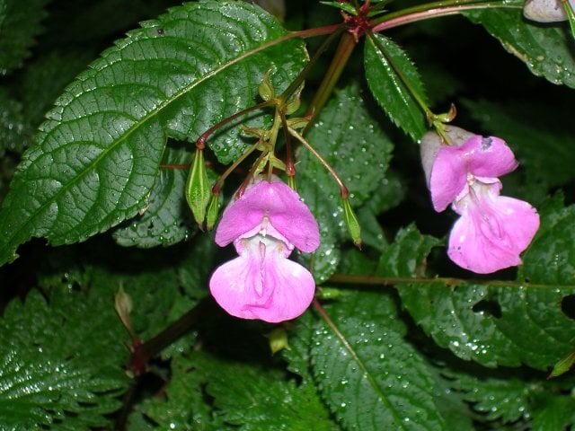 The plant is famous for its explosive seed pods