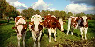 The search begins for Dairy Stockperson of the Year