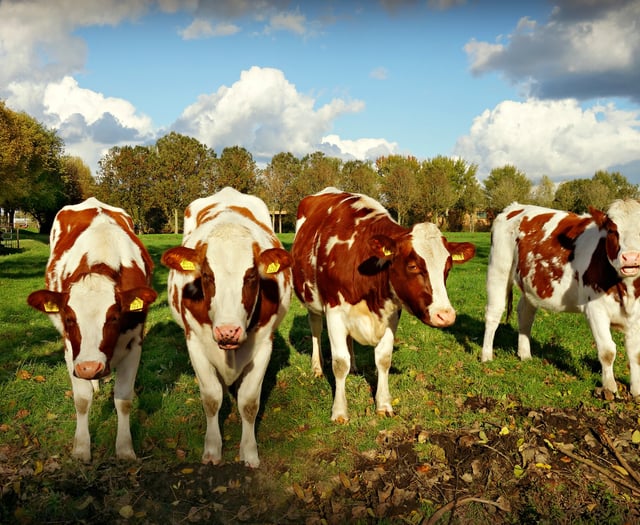 The search begins for Dairy Stockperson of the Year