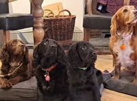 Monmouth pub leads the pack in dog-friendly award