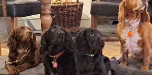 Monmouth pub leads the pack in dog-friendly award