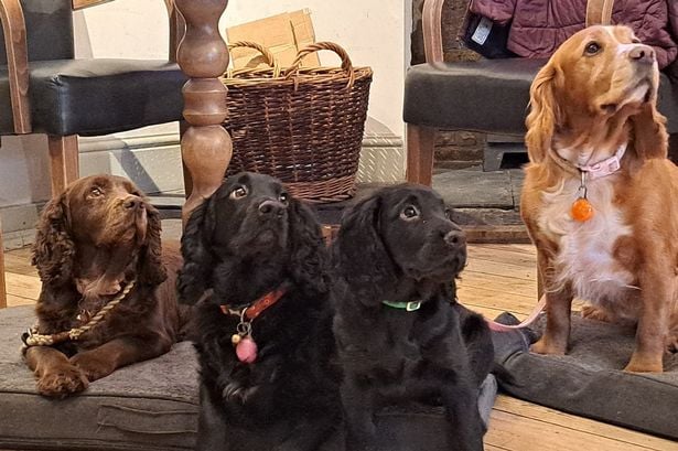 Monmouth's Punch House has been named the best dog friendly pub in Wales