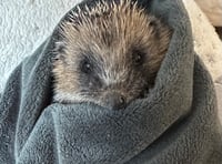 Forest of Dean Hedgehog Rescue seeks volunteers