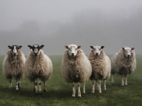 Farmers urged to be vigilant as bluetongue reaches Wales