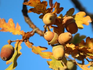 'Spur of the moment' oak felling costs couple almost £5k