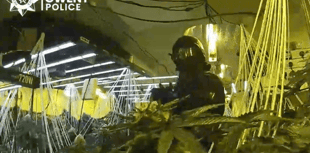 Man in court over town centre cannabis farm