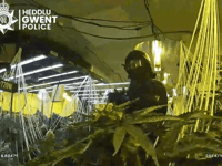 Man charged over five-floor cannabis farm in disused shop 