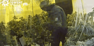 Police raid uncovers cannabis farm in disused town centre premises 